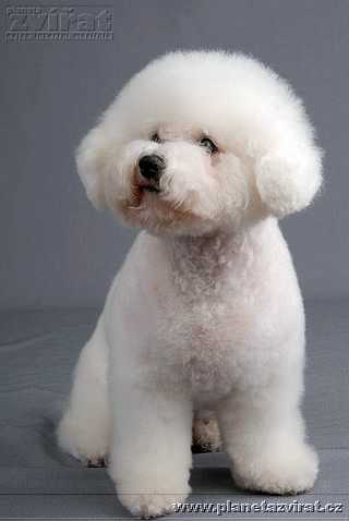 080502-bichon-a-poil-frise-bisonek-01.jpg